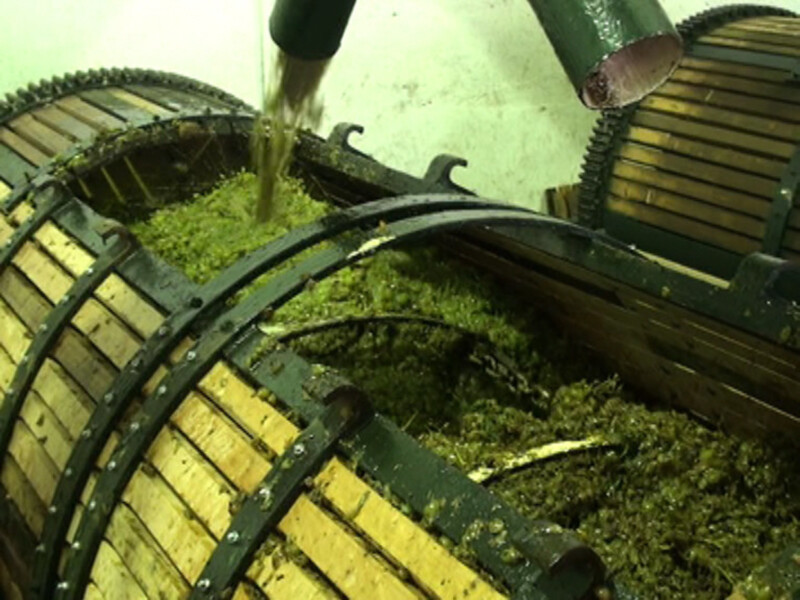 Bodegas César Florido comienza la vendimia 2014