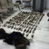 La Guardia Civil detiene a tres vecinos de Chipiona por el montaje de redes y captura ilegal de aves. 