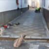 El histórico Callejón Pichichi ya cuenta con su nueva solería y nuevas acometidas de agua.(Chipiona) 