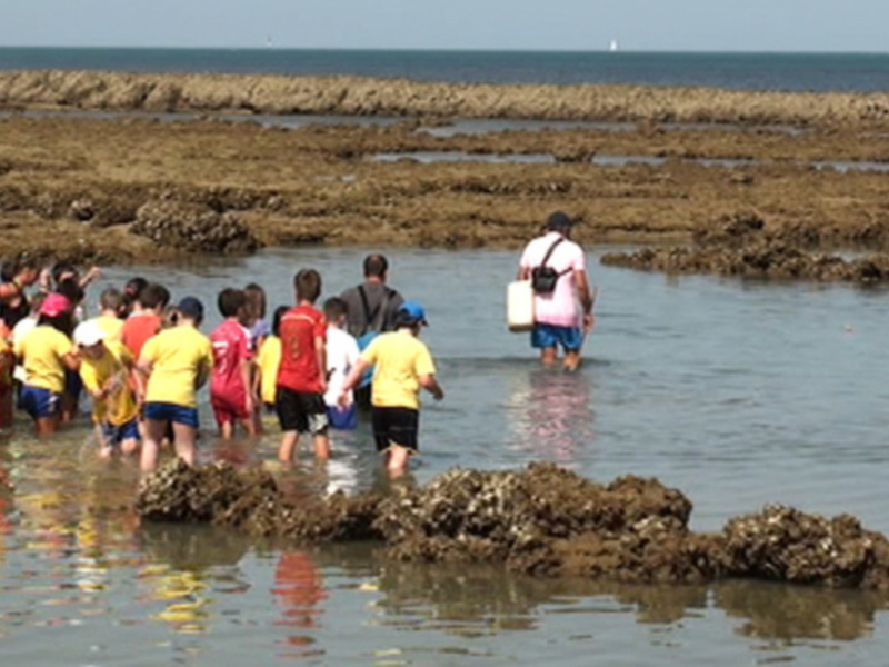Educación y Jarife acercan a los escolares los corrales y su arte de pesca milenario en su anual programa de visitas(Chipiona) 