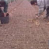 Abierto el plazo para solicitar subvención para jóvenes agricultores que quieran instalar su primera explotación.(Chipiona) 