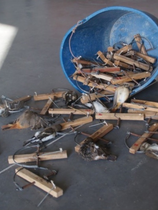 La Guardería Rural de Chipiona interviene numerosas costillas y aves cazadas ilegalmente