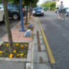 La recogida de naranjas en la ciudad de Sevilla