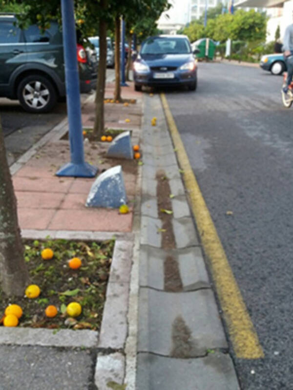 La recogida de naranjas en la ciudad de Sevilla