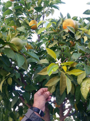 Sevilla y el cambio climático