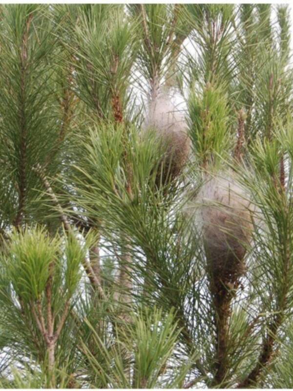 IZQUIERDA UNIDA DE CHIPIONA PROPONE MEDIDAS PARA ATAJAR LA PLAGA DE LA PROCESIONARIA EN LOS PINARES DE LA VILLA.