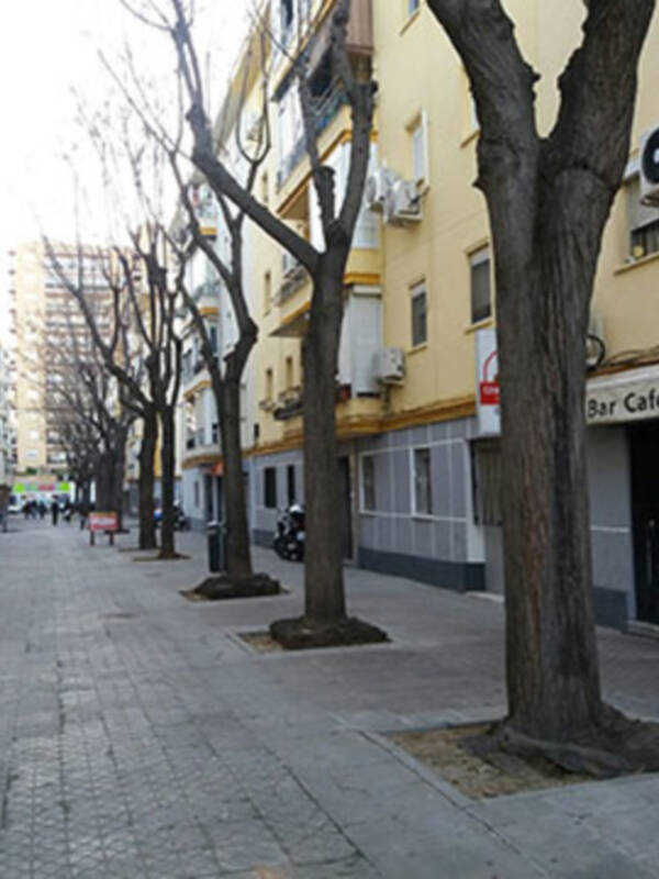 El fuerte viento provoca roturas y caídas de árboles y palmeras en Sevilla