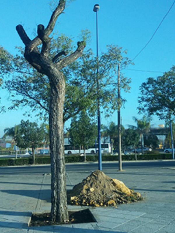 El Ayuntamiento de Sevilla repone el arbolado extraído de la rotonda de Triana que se tuvo que retirar para realizar la remodelación del cruce que conecta Triana con Cartuja