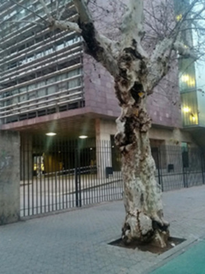 Daños en el arbolado urbano