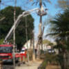 Tala de árbol en acceso al Parque María Luisa y Plaza de España 
