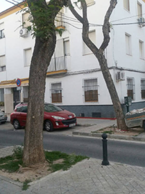 Alcorques en la vía pública