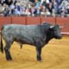 Vincci otorga su premio al toro 'Cobradiezmos' de Victorino Martín