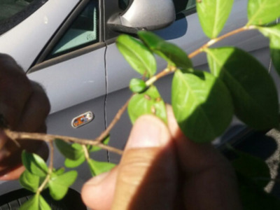 Plagas y enfermedades en los Parques y Jardines de Sevilla
