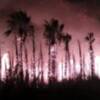 En el incendio ocurrido en la madrugada de ayer ardieron alrededor de 200 palmeras