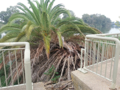 Foco de infección de Picudo