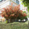 Espectacular floración de los Callistemon en los parques y jardines de Sevilla