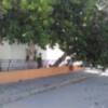 El temporal de viento deja destrozos múltiples en el arbolado aunque no ha habido incidentes personales ni materiales graves