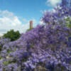 El paisaje urbano de Sevilla se engalana de color morado durante unos días
