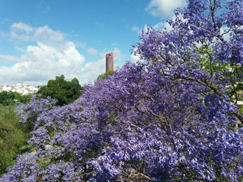 El paisaje urbano de Sevilla se engalana de color morado durante unos días