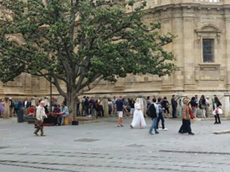 El árbol en el paisaje urbano de Sevilla