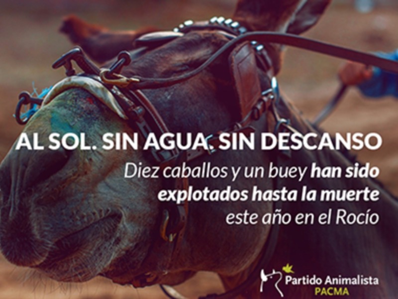 Casi 100.000 personas han firmado ya para apoyar la Ley General de Bienestar y Protección de los Animales de PACMA