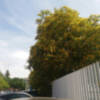 Florecen las Tipuanas en Sevilla