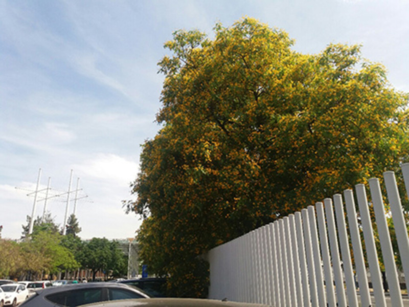 Florecen las Tipuanas en Sevilla