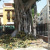 Caída de ramas, hojas y frutos en árboles ejemplares aparentemente sanos.