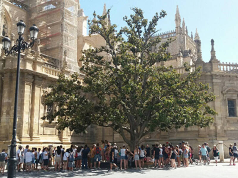 El árbol agrupa actuaciones y personas en busca de sombra en el espacio público