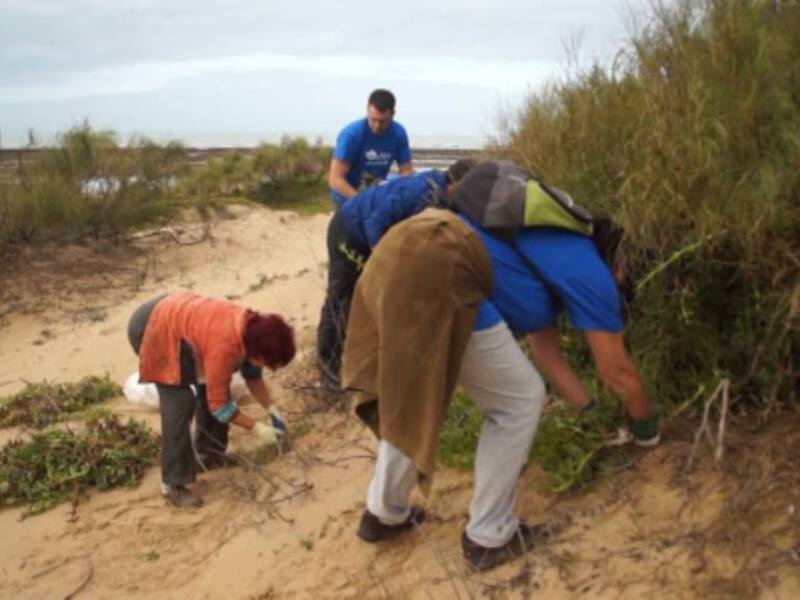 Eriphia inicia este fin de semana sus jornadas de erradicación de flora invasora en el cordón dunar de Chipiona