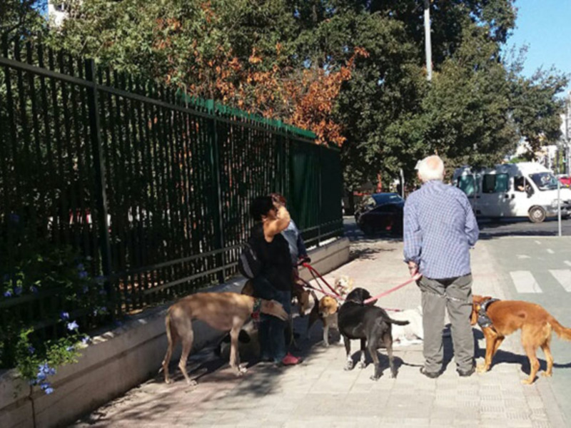 En Sevilla ciudad hay más de 180.000 perros