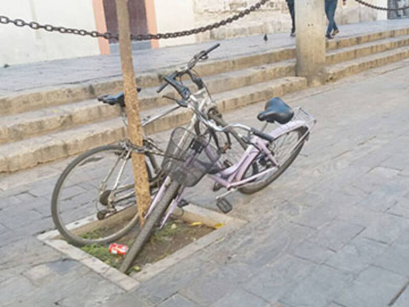 Bicicletas y árboles
