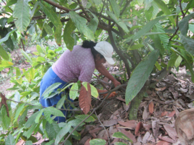 Madre Coraje y el Ayuntamiento de Cádiz ayudan a que 65 familias recuperen su plantación de cacao en Perú