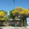 En primavera el paisaje urbano de Sevilla, se llena de olor y color, hay que protegerlo