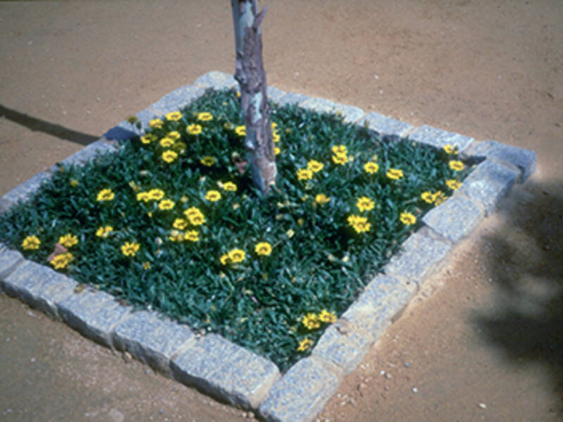 La plantación de alcorques como solución para evitar que los perros depositen excrementos en los alcorques y acerados.