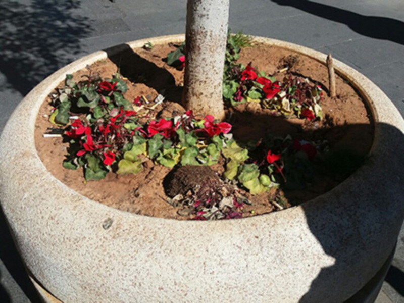 Un macetero de concreto con una planta baja y flores rojas en un entorno urbano. La sombra de un árbol cae sobre el macetero, iluminando las flores rojas. La imagen captura una escena tranquila en un entorno de ciudad con detalles urbanos como el adoquín y la sombra del árbol.