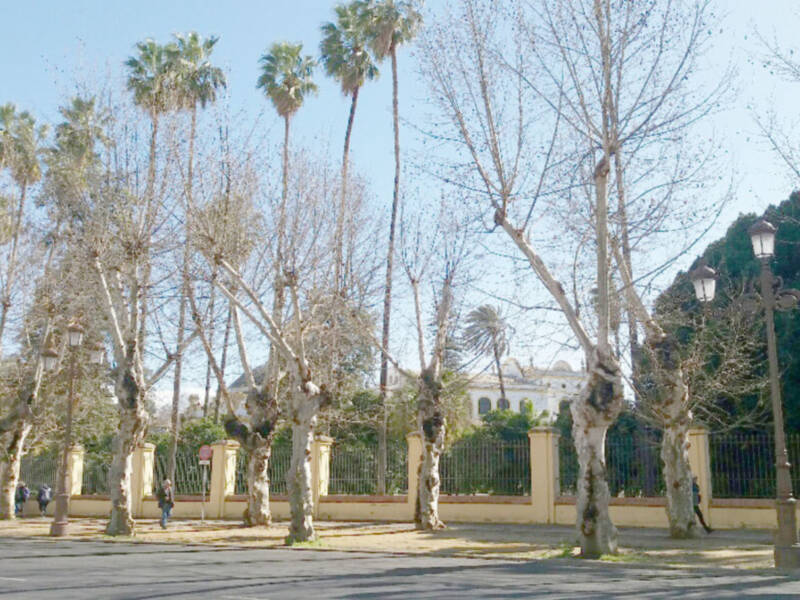 El vendaval de lluvia y viento causa unos daños muy importantes en el patrimonio verde de Sevilla.