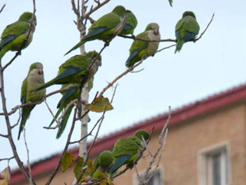 La plaga de cotorras que hay en Sevilla puede ser una de las múltiples causas de la caída de ramas de árboles y descabezamiento de palmeras