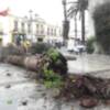 Parques y Jardines elimina los restos de las palmeras afectadas por el picudo rojo para plantar cocos plumosos en Juan Carlos I