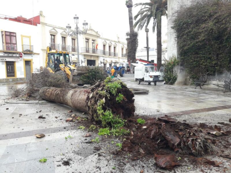 Parques y Jardines elimina los restos de las palmeras afectadas por el picudo rojo para plantar cocos plumosos en Juan Carlos I