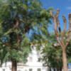 En tan solo dos o tres meses el árbol situado a la derecha de la imagen, tendrá un aspecto muy parecido al árbol situado a la izquierda.