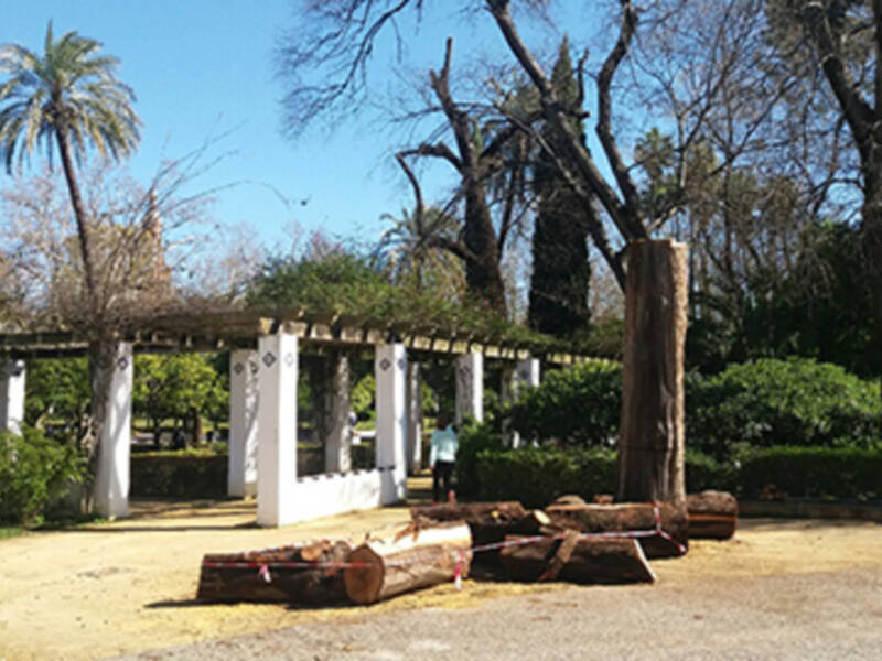 Ciudad, medio ambiente y árboles