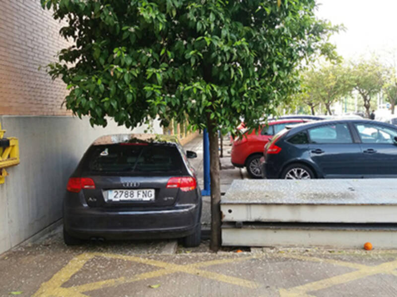 Continúa la agresión al arbolado urbano