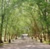 La Arboricultura tomada en serio: valorar al arborista para proteger al ciudadano y al árbol.