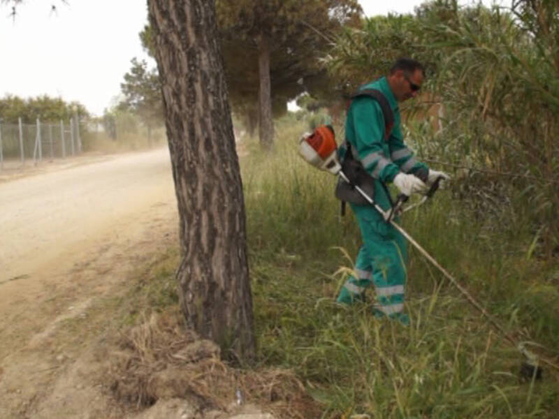 Medio Ambiente procede a limpiar y desbrozar el pinar de cara a la celebración de la Romería