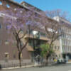 En Mayo la Jacaranda ofrece un espectáculo de color en las calles de Sevilla