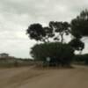 El Ayuntamiento ultima los preparativos para la puesta a punto de los caminos y el entorno del pinar para los actos de la romería