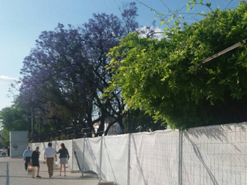 Poda drástica de las plantas trepadoras en Marqués de Contadero
