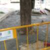 Hormigonado de las raíces de un árbol a plena luz del día