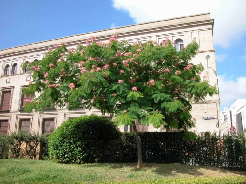 Florecen las Albizias en Sevilla